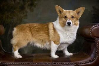 Corgi Gal S De Pembroke Wallpaper
