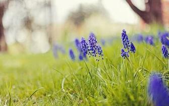 Miss The Flower Hyacinth Wallpaper