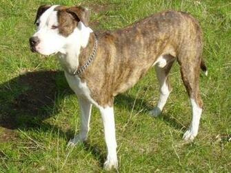 American Pit Bull Terrier Pictures Wallpaper Of