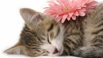 Cute Kittens HD Wallpaper Kitten American Shorthair