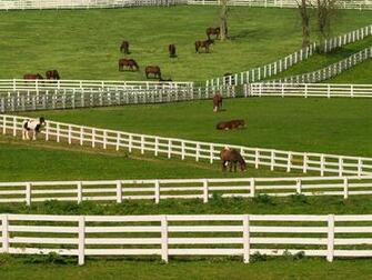 Hq Thoroughbred Horses Lexington Kentucky Wallpaper