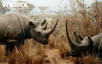 Interpol Wallpaper And Background Image Id