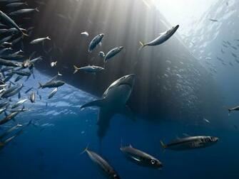 Great White Shark iPhone Wallpaper A Very Quiet