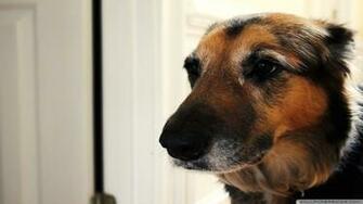 Pretty Dog Wallpaper