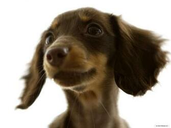 Animal Wallpaper Miniature Dachshund