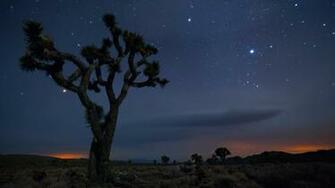 Joshua Tree Night Wallpaper Background