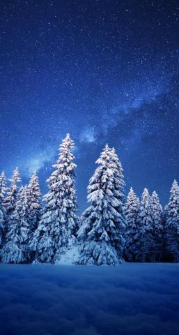 Trees Covered In Snow With The Night Sky Background