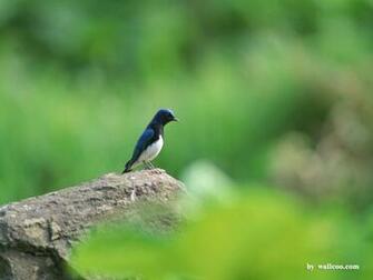 Birds Wallpaper Lovely Bird In Spring Vol No Desktop