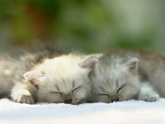 Wallpaper Cat Love Beautiful Couple