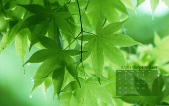 Virginia Creeper In Rainy Summer Day Wallpaper By Background