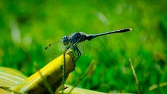 Desktop Wallpaper Blue Dragonfly