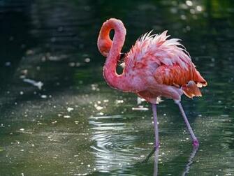 Flamingo Computer Wallpaper Desktop Background Id