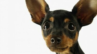 Category Animals HD Wallpaper Subcategory Dogs
