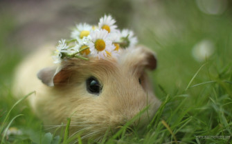 Cute Animal Wallpaper