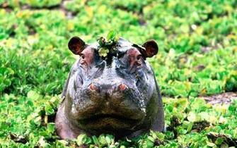 Hippopotamus Wallpaper Laptop