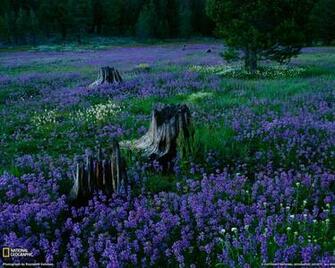 National Geographic Wallpaper Flowers