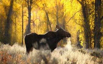 Moose Computer Wallpaper Desktop Background Id