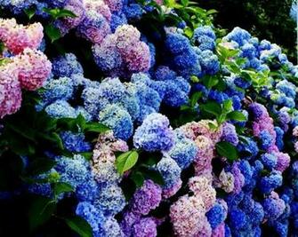 Hydrangea Bush Wallpaper HD