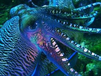 Cuttlefish Wallpaper