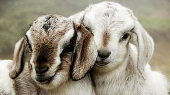 Cute Lamb Kids Animals Wallpaper