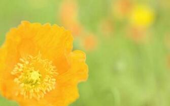 Wildflower Wallpaper
