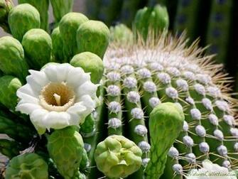 Cactus Wallpaper Desktop HD