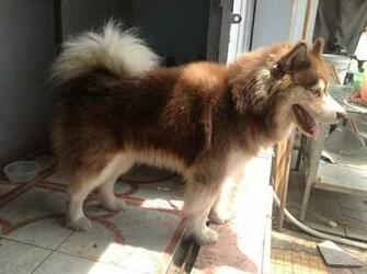 Alaskan Husky Dog Pictures Photos Animals Pets Spot