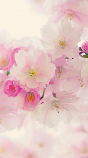 Floral iPhone Plus Wallpaper For A Sunny Spring Ttt
