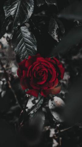 Red Rose iPhone Wallpaper