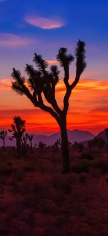 Ios Wallpaper iPhone Joshua Tree