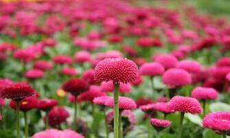 Flowers Pictures Wallpaper Red Roses