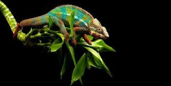 October By Admin Comments Off On Chameleon Lizard Wallpaper