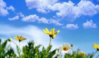 Daisy Wallpaper