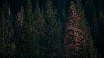 Million Trees Have Died In The Sierra Since October Raising