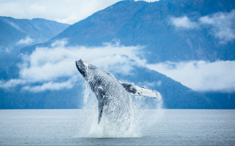 Breaching Animal Whale HD Wallpaper
