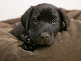 Little Labrador Puppies Wallpaper