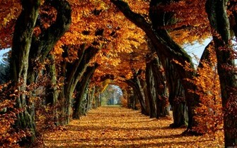 Fall Autumn Trees Leaves HD With Resolutions Pixel