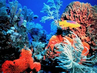 Coral Reef Wallpaper HD Sea And Sunset