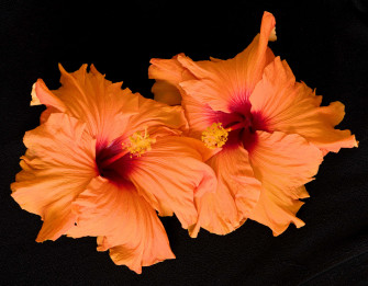 Hibiscus Flower Picture Wallpaper