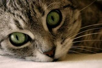 Amazing Cool Cats Wallpaper For Desktop Cat