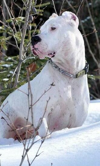 Argentine Dogo Wallpaper Android Apps On Google Play