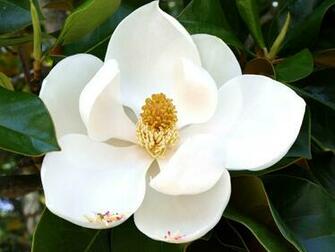 Wallpaper Magnolia Flower Red