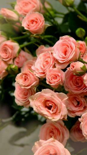 Wallpaper iPhone Rose Vintage Phone Background