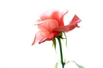 Rose On A White Background