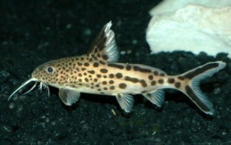 Catfish Wallpaper