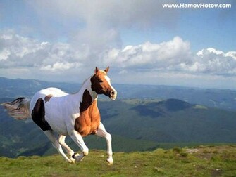 Horse Wallpaper Cute