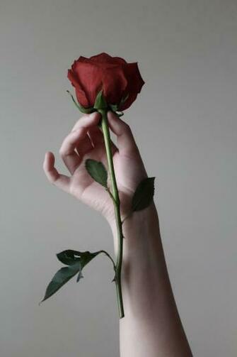 Rose Wallpaper HD Hq