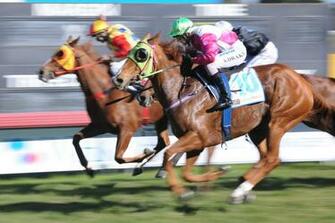 Horse Racing Wallpaper Brown