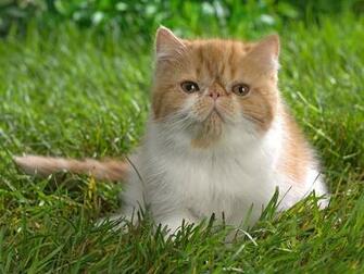 Desktop Pictures Of Dogs And Cat Wallpaper