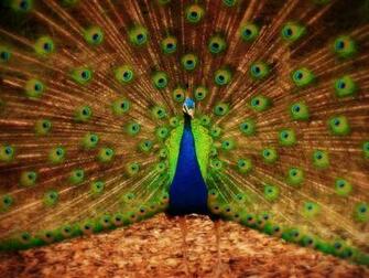 Tag Peacock Wallpaper Background Photos Image And Pictures For